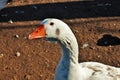 GeeseÃÂ areÃÂ waterfowlÃÂ of theÃÂ familyÃÂ Anatidae.ÃÂ 